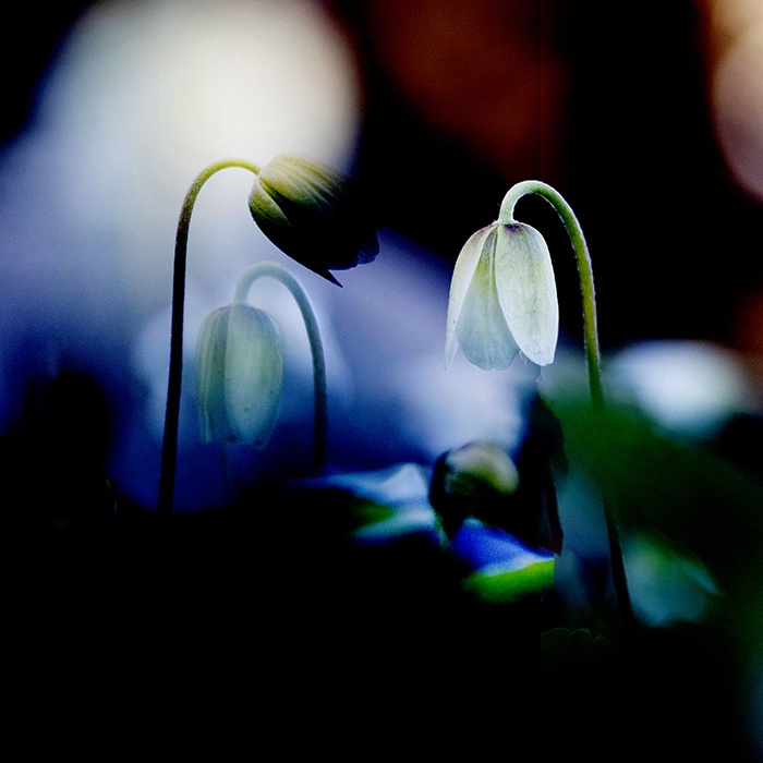 Whispers of spring