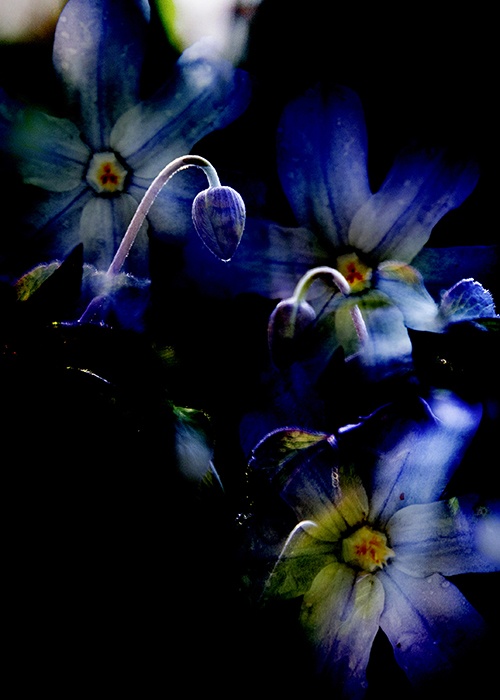 Blue silence